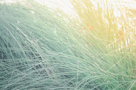 Tall green grass background on a field. Close upの写真素材