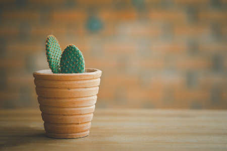 A cute green cactus in clay vase on wood table. Selective focusの写真素材