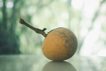 One fresh ripe Santol or Sentul fruit Sandoricum koetjape. Tropical fruits of Thailandの写真素材