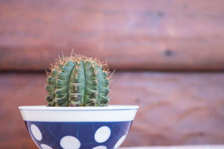 Cactus in vase against a wooden wall. Selective focusの写真素材