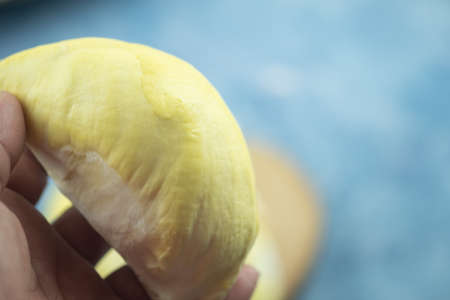 Close up a man handle durian show the yellow durian meat to eat. The durian is a king of fruit of Thailand.の写真素材