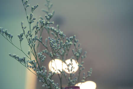 Dried white flowers with light bokeh