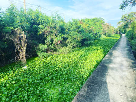 Walkway at canal with full of water hyacinth in country of Thailandの写真素材
