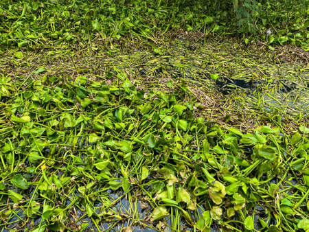 Fresh green water hyacinth cover a river or canal in Thailand.