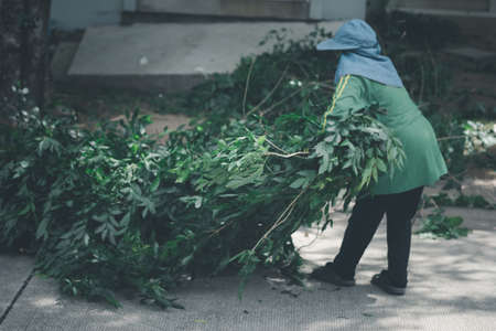 Female garden workers clean collect branch after cut the treeの写真素材