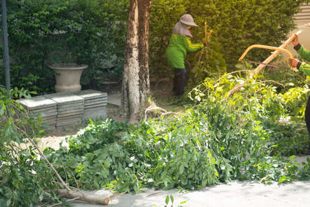 Man trimming trees and collects trees. Cleaning the area from after cut the treesの写真素材