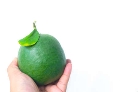 Fresh lime with green leaf on hand isolated on white background