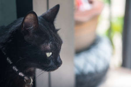 Portrait of a Thai black cat. A Thai-bred kitten. Small black looking out the window.の写真素材