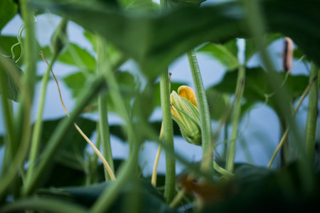 Yellow flowers pumpkins in the garden. Selective focus.の写真素材