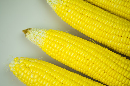 Fresh, yellow cobs of appetizing corn. Organic food, healthy lifestyle.