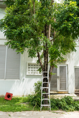 Two leg ladder, seven-step metal stairs lean on tree at the backyard, climbing stairs to cut...