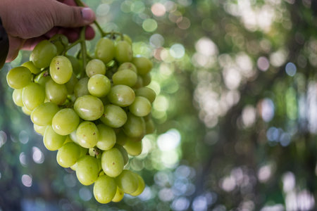 Fresh green grape bunch on hand. Close upの写真素材