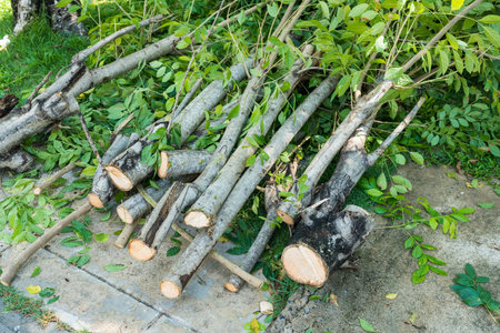 A pile of tree twigs, branches and leaves on the ground after tree trimming in the garden