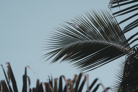 Coconut palm tree as a natural background. Nature backgroundの写真素材