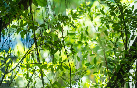 Lighting nature rays shine through trees. Sunlight filters through green leaves. Leaf background