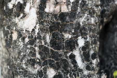 Close up of bark on tree stump. Old tree. Background or backdrop. sunlight on bark.の写真素材