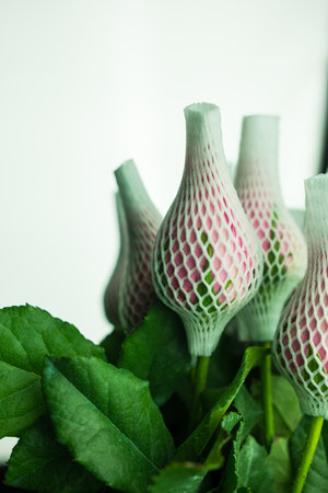 Bouquet pink rose in foam net cover. The buds of pink roses are covered with a net to keep them from opening.の写真素材