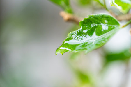 Water droplets on leaves when the rain stops. When it rains the leaves get wet. The leaves is green color.の写真素材
