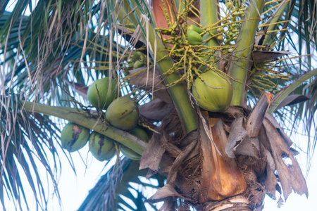 Fresh coconuts hanging on a palm tree, close upの写真素材