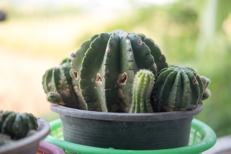 Small cactus in a pot on a nature blur background.の写真素材