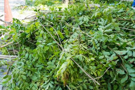 Logs and leaves after cutting down trees, cleaning after decoration garden.の写真素材