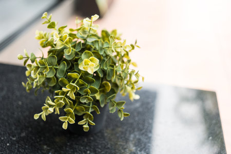 The artificial plant is in a small pot. Interior decoration for cozy lifestyleの写真素材