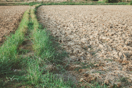 Cracked soil in a paddy field during the dry season in Thailandの写真素材