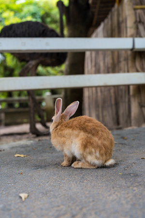 Cute brown bunny rabbit. One rabbitの写真素材