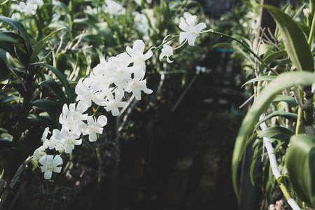 Beautiful white orchid in home gardenの写真素材