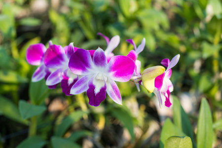 Beautiful orchid purple and pink in garden on blurred of nature backgroundの写真素材