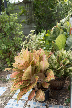 Beautiful variety Thai plant in home gardenの写真素材