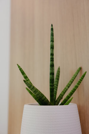 Fernwood in white vase on a wood backgroundの写真素材