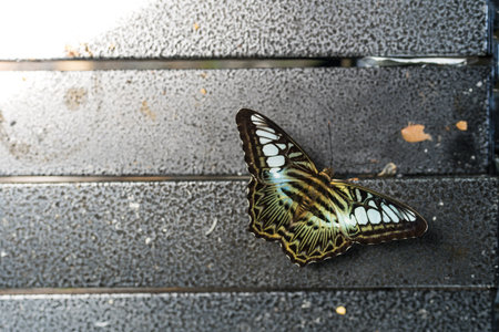 The beautiful butterfly of light green brown swallowtail butterfly on camp table. Tropical butterfly in Thailandの写真素材