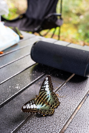 Green butterfly spreading its wings on camp table with near speaker at campingの写真素材