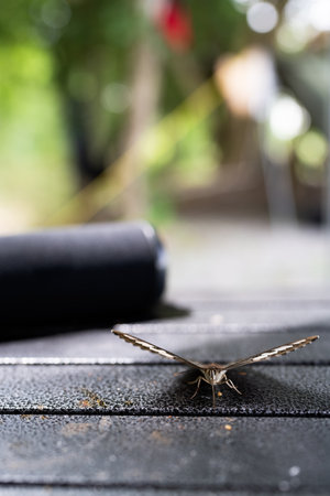 Close up butterfly on camping tableの写真素材