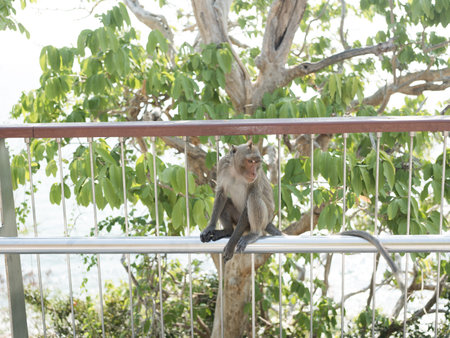 A one monkey sitting at aluminum railing at the Khao Sam Muk in Thailand.
