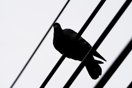 A single pigeon perched on power linesの写真素材