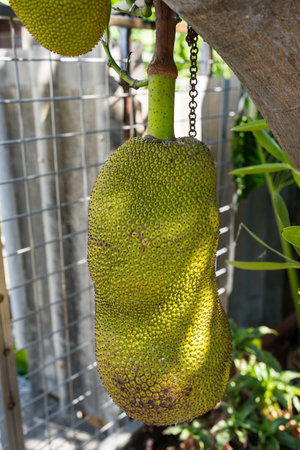 Fresh jackfruit hangs on the vine of a jackfruit tree at home gardenの写真素材