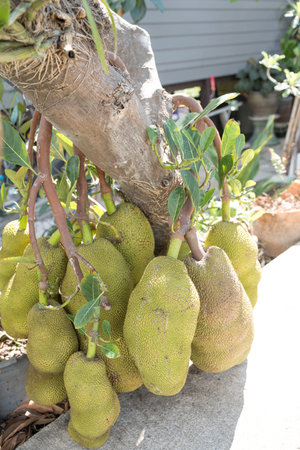 Jackfruit tree and young jackfruits in home