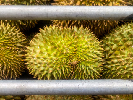 The durian fruit with Thailand reputation with intense aromas. Durian fruit known for its smell.の写真素材