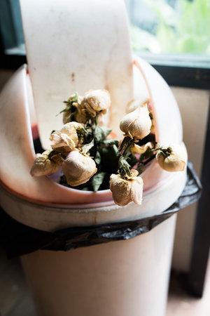 Withered rose. There are faded roses in a pink binの写真素材