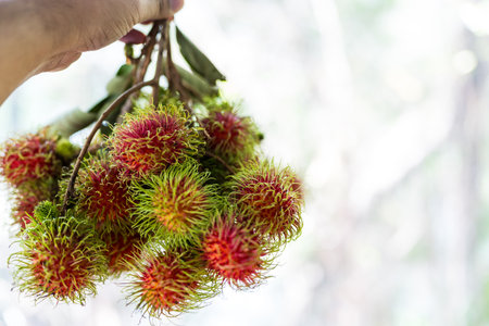 Bunch of rambutan with leaves on hand and empty background for text.の写真素材