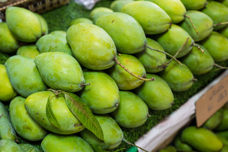 Tropical fresh green mango sale in market, vibrant unripe mangoes full of vitamin c perfect for healthy eating smoothies or exotic culinary recipesの写真素材
