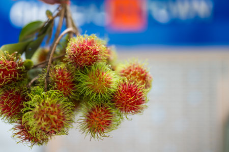 A bunch rambutan, a typical fruit from ASEAN Countriesの写真素材