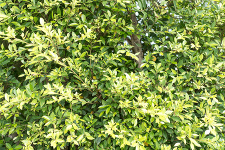 Green leaf background, nature backgroundの写真素材