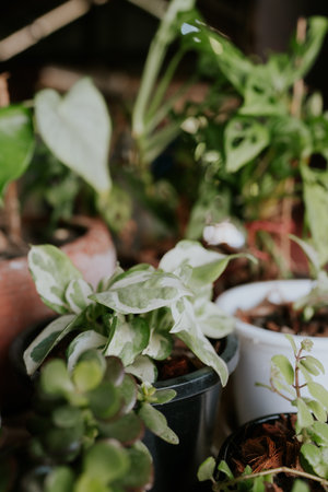 Large variegated tropical Monstera Deliciosa Houseplant with beautiful white sprinkled leaves in basket flower with many plants in burry backgroundの写真素材