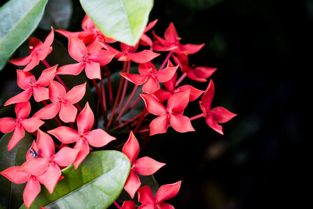 Close up of red needle flower, needle flower with green leaves background