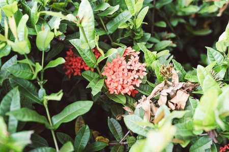 Red ixora flower and green leaves in the park of Thailandの写真素材