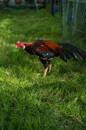 Chicken rooster, The concept of organic animal husbandryの写真素材