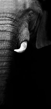 Elephant Close Upの写真素材